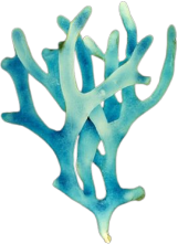 coral